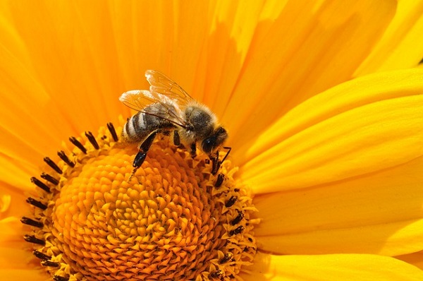 bee bee